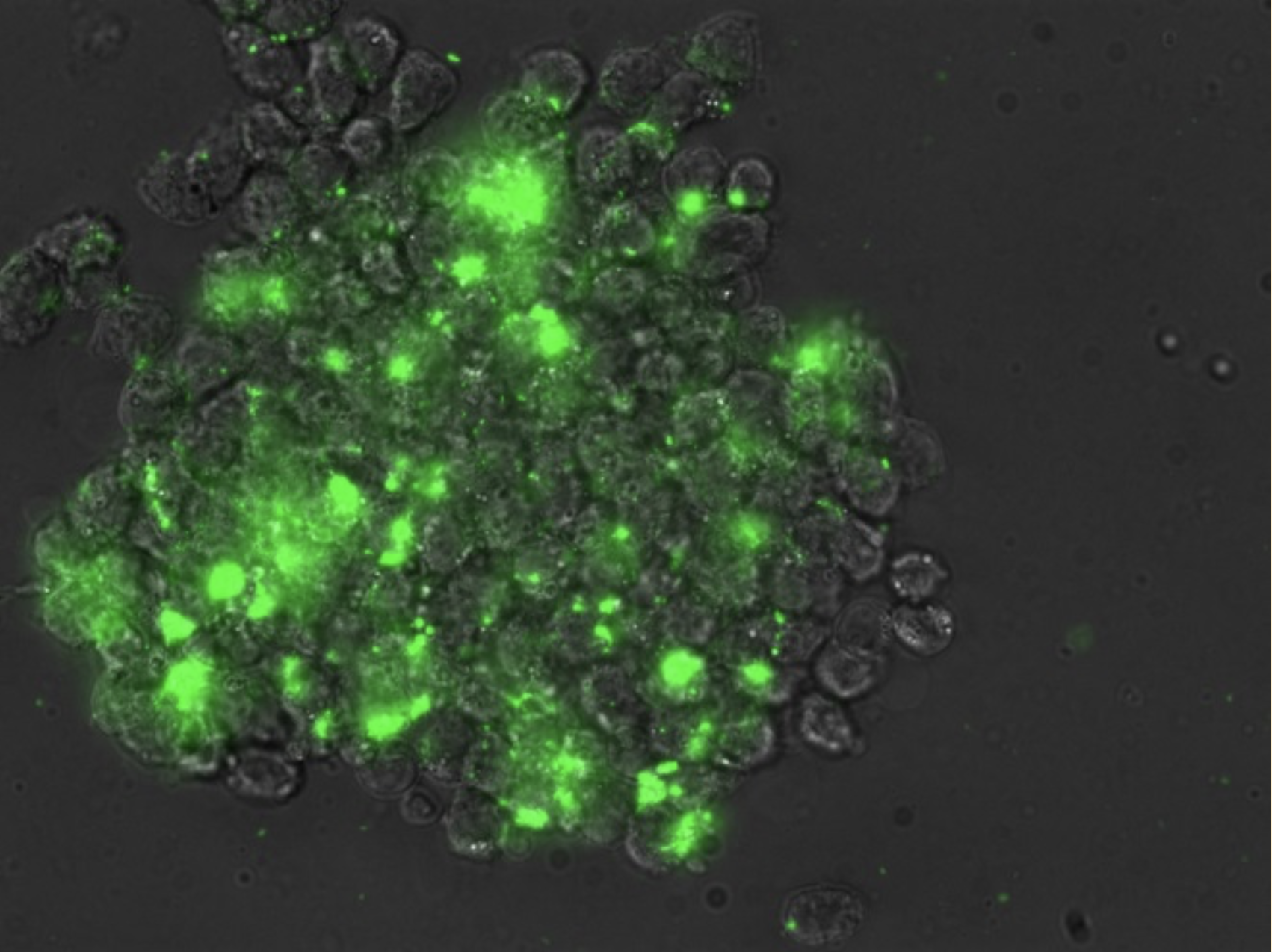 Prussian Blue nanoparticles